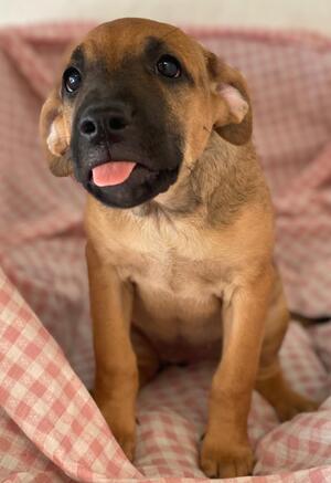 Adopter : Libia