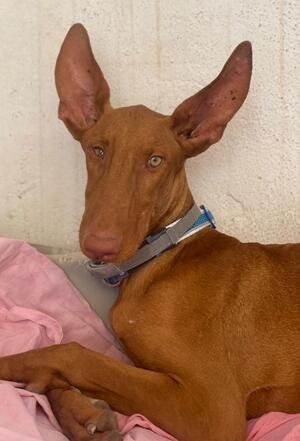 Adopter : Iggy