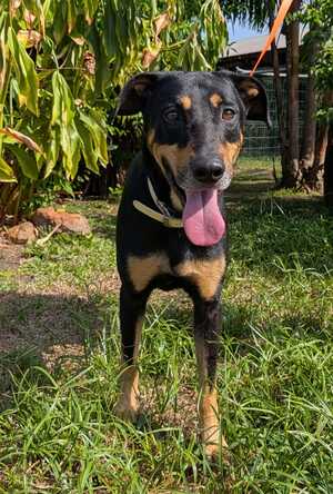 Adopter : Kobe