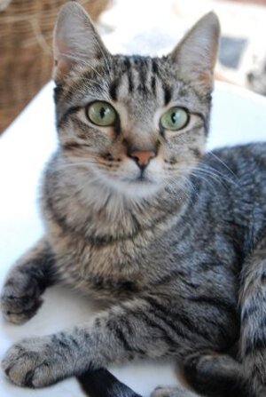 Adopter : Tigresa
