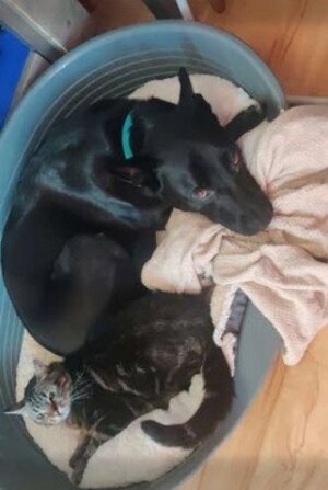 Adopter : Spike
