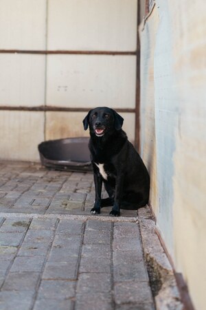 Adopter : Noé