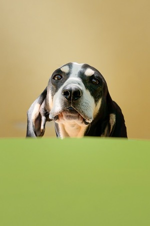 Adopter : Toto