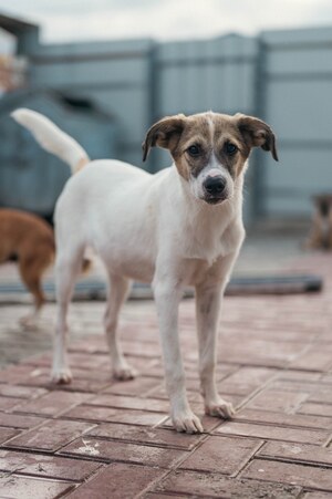 Adopter : Tchoupi