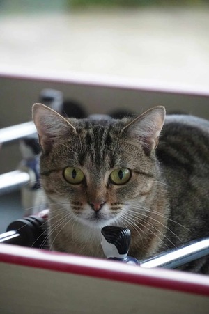 Adopter : Bella