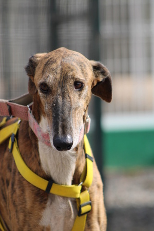 Adopter : Romeo
