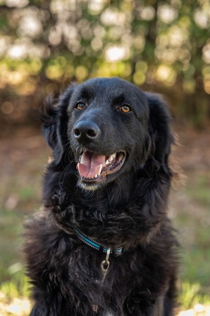 Adopter : Baloo