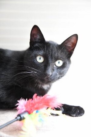 Adopter : BOB