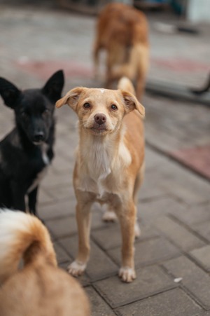 Adopter : Clem