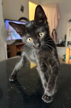 Adopter : BLUE