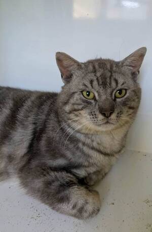 Adopter : Rocket