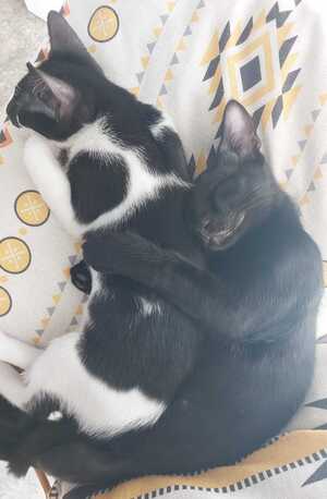 Adopter : Rayo et Cosmo