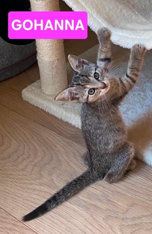 Adopter : GOHANNA