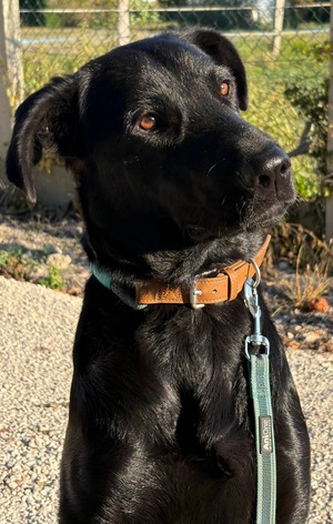 Adopter : Albert