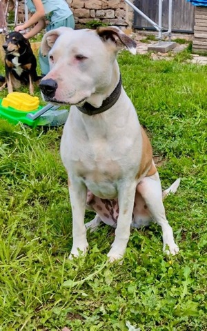 Adopter : Romy