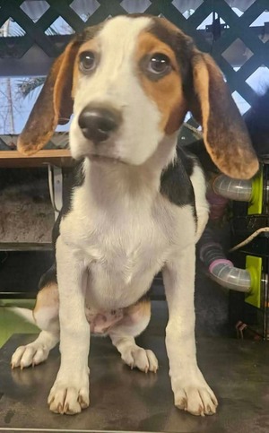 Adopter : Celeste