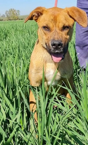 Adopter : Brownie