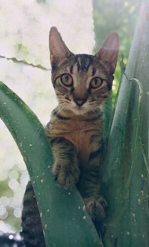 Adopter : Bandit
