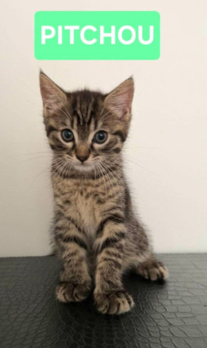 Adopter : Pitchou petit de ninou