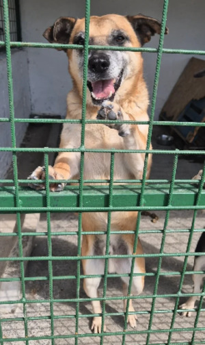 Adopter : Pitch