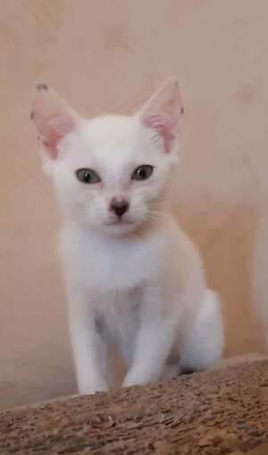 Adopter : ALBA