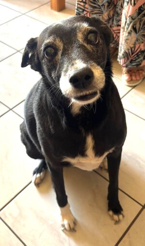 Adopter : Maya