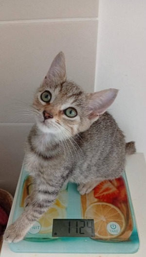 Adopter : Saphyr