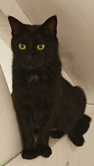 Adopter : Cancoillotte 