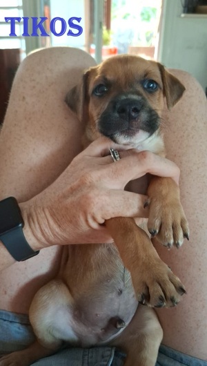 Adopter : Tikos