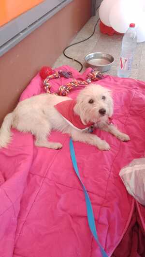 Adopter : Kibi