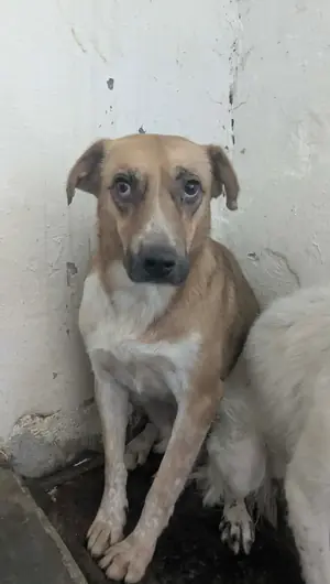 Adopter : Tâm