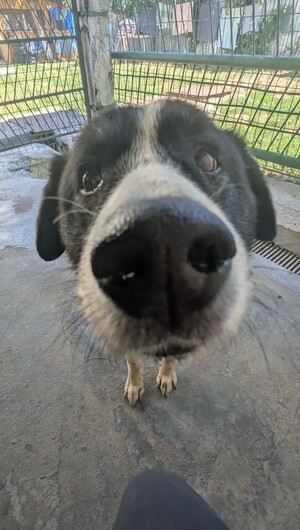 Adopter : Ramsès