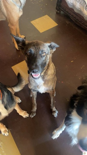 Adopter : Tanahe