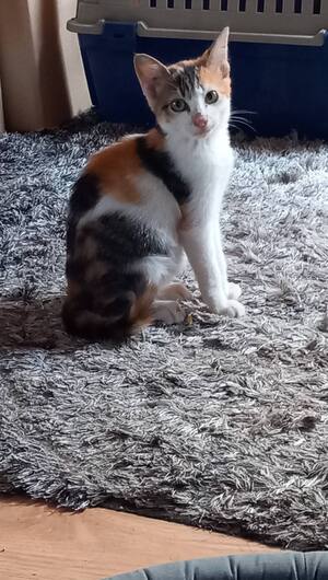 Adopter : LOTUS