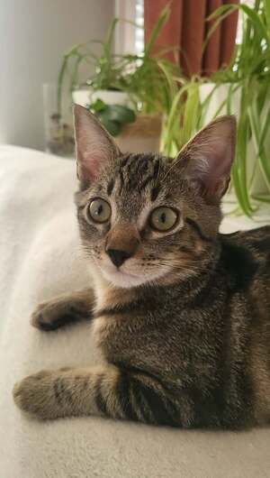 Adopter : Buck
