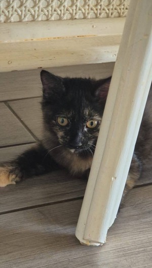 Adopter : Hiphop 