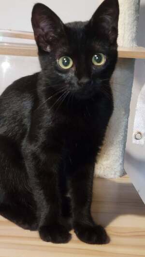 Adopter : Lumo