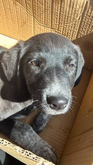 Adopter : Honey