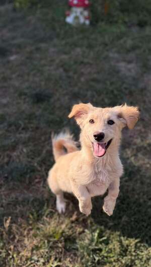 Adopter : Rooney