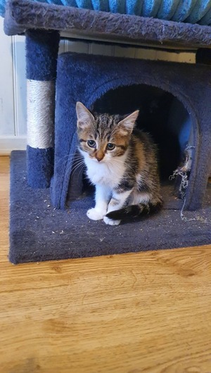 Adopter : Bulle