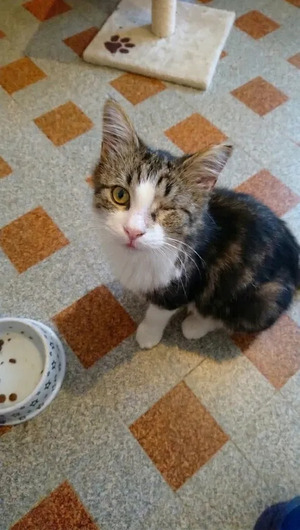 Adopter : Diva