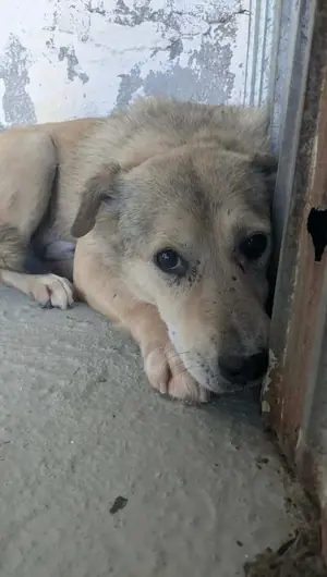 Adopter : Lemon