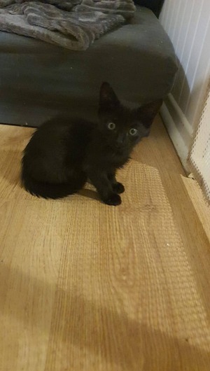Adopter : Billie