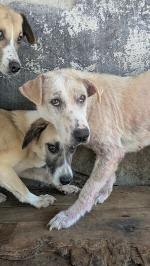 Adopter : Meringue