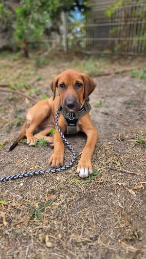 Adopter : Cavale