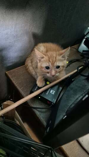 Adopter : Vulcan