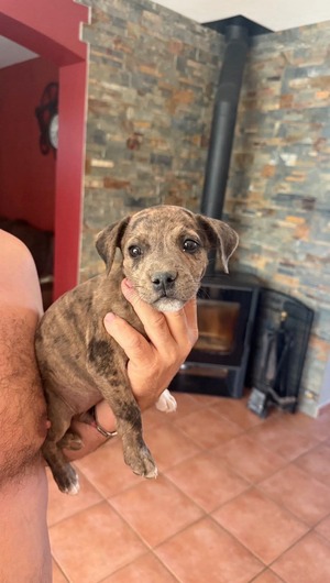 Adopter : Benjy