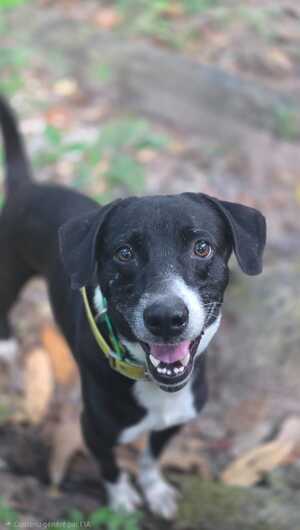 Adopter : Tao