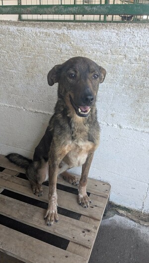 Adopter : Pancake