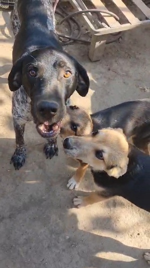 Adopter : Abanos